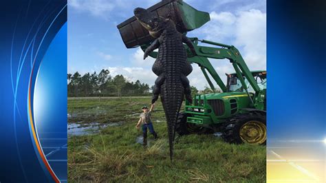 Giant Gator Killed In Hunt At Florida Farm