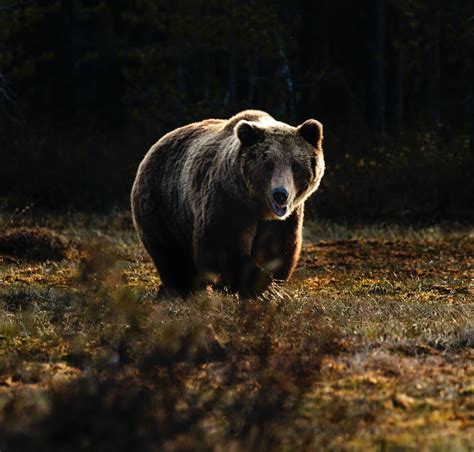 500 Bear Pictures Hd Download Free Images On Unsplash