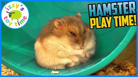 Happy The Hamster Play Time Tons Of Footage Of Pets Youtube