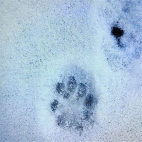 Maybe you would like to learn more about one of these? Wessen Tierpfote? (Tiere, Garten, Schnee)