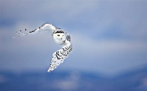 Animals Owls Wildlife Raptor Birds Wings Snow Sky