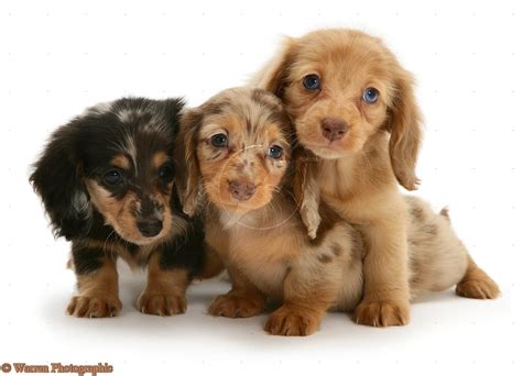 Cute Puppy Dogs Long Haired Miniature Dachshund Puppies