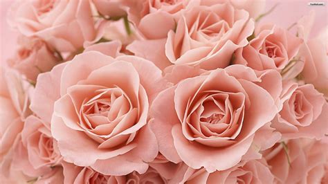 Light Pink Roses Wallpapers Top Free Light Pink Roses Backgrounds