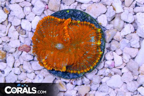 Rhodactis Mushroom Frag Orange Ultra