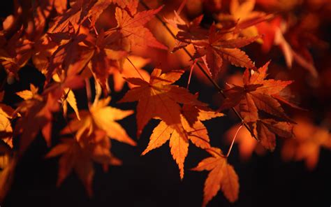 Download Wallpaper 3840x2400 Maple Leaves Leaves Macro Autumn