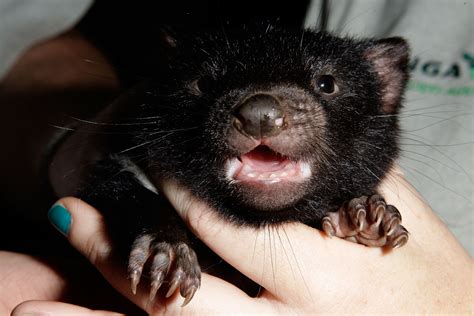 Four Cute Tasmanian Devil Babies Born At The Taronga Zoo Popsugar Pets