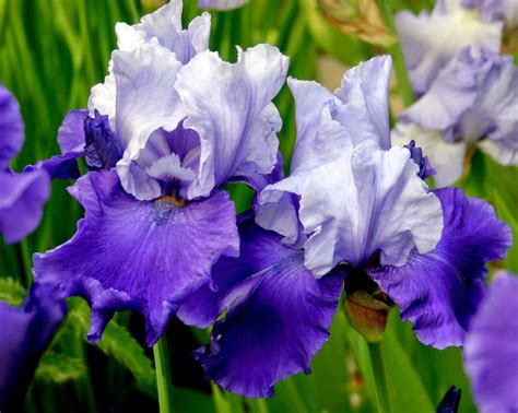 World Of Irises Talking Irises The Blue Iris Garden Planting A
