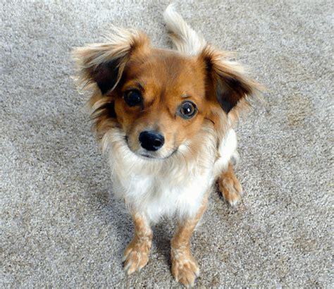 The Papillon Chihuahua Mix Your Top 5 Questions Answered Animalso