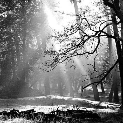 Black And White Forest Wallpaper For Pc Nature Wallpaper