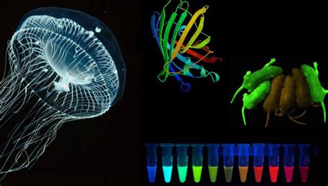 Gfp Green Fluorescent Protein History And Uses Genomics Institute