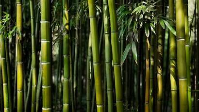 4k Bamboo Forest Wallpapers Ultra Wallhaven Cc