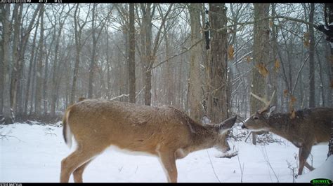 How To Kill A Big Buck Over A Mock Scrape Deer And Deer Hunting Air