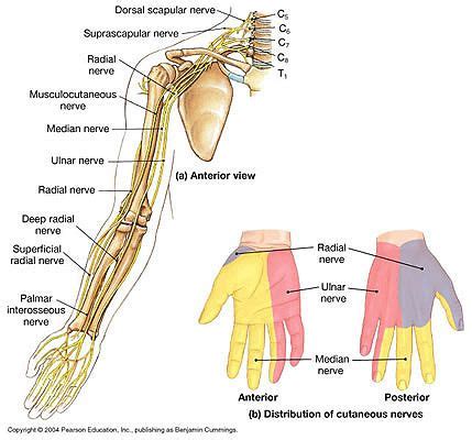 An image depicting shoulder anatomy can be seen below. Pin on Anatomy
