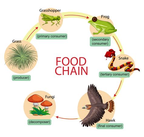 How To Draw A Diagram Of Food Chain Design Talk