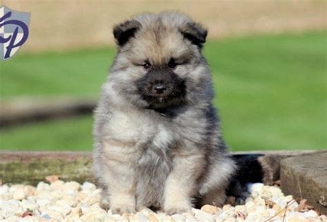 Keeshond Puppies For Sale Keystone Puppies