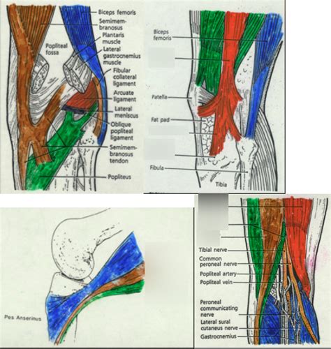 Posterior Muscles Of Knee Diagram Quizlet