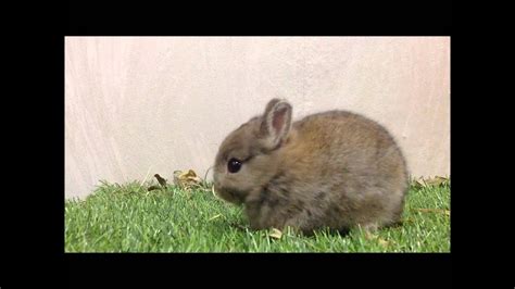 Aug 09, 2017 · store address. กระต่ายแคระ ND-Netherland Dwarf (OJ002-5) Allawa Rabbit ...