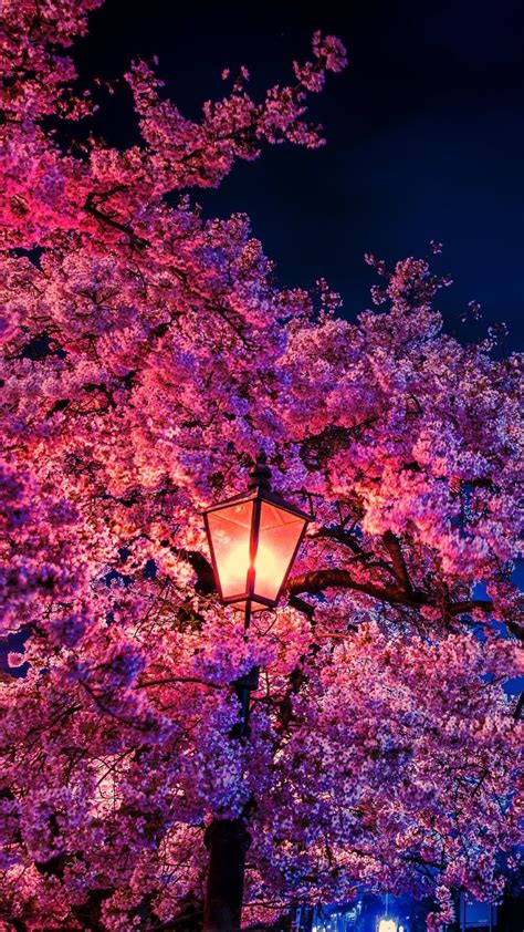 Cherry Blossom Tree At Night Wallpaper