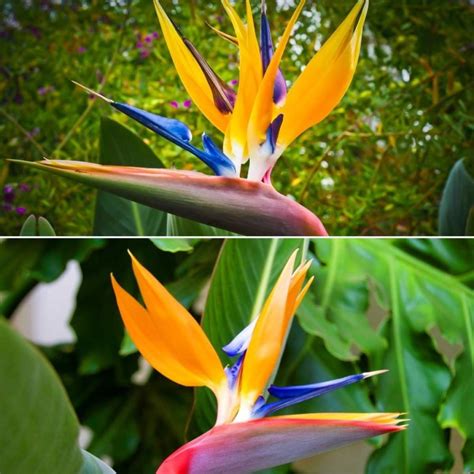 We continue with bird of paradise that evokes a far away island. Bird of Paradise Flower Farming in India - A Full Guide ...