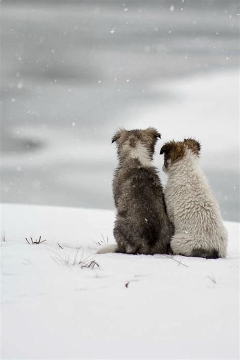 60 Beautiful Pictures Of Animal In The Snow