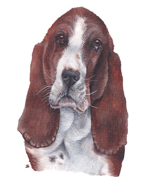 Basset Hound Painting By Katherine Klimitas Fine Art America