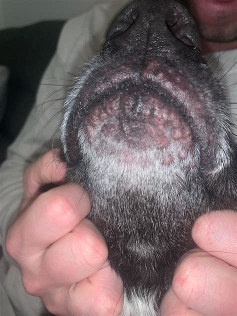 Red Bumps On Dogs Chin Images And Photos Finder