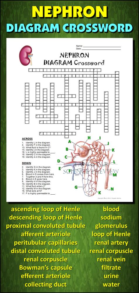 Forms the ridge between cheek and temple: Nephron Crossword with Diagram {Editable} | Student ...