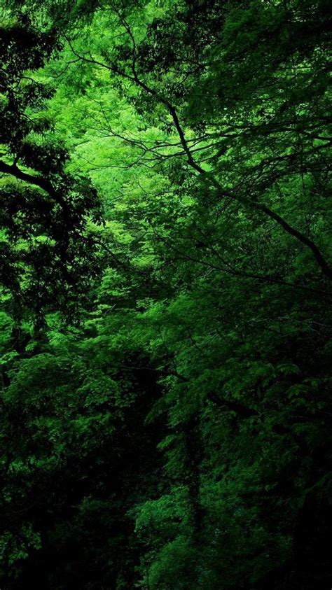 Green Nature Iphone Wallpapers Wallpaper Cave