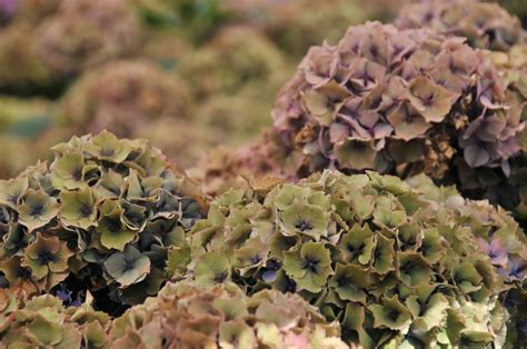 Hydrangea leaves turning light green? Antique Hydrangea — Bloom Expert