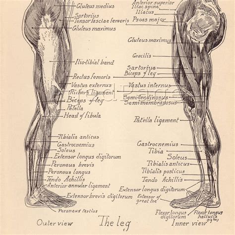 Vintage Anatomy Print 1930s Artistic Human Anatomy By Agedpage