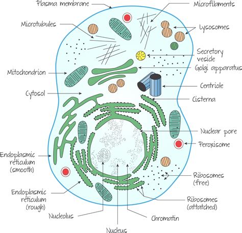 This Diagram Shows A Simplified Representation Of The Eukaryotic Cell