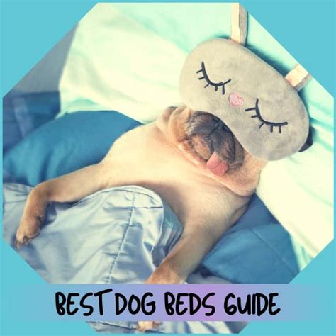 Resources To Help Dog Parents Best Of And More Cuddla