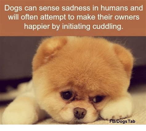 Can Dogs And Cats Sense Depression Hyaenidae
