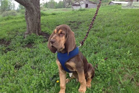 Despite their massive frames, these puppies are sweet and calm companions and would be great assets to any family. Bloodhound puppy for sale near Vermont | 38d06da6-1421