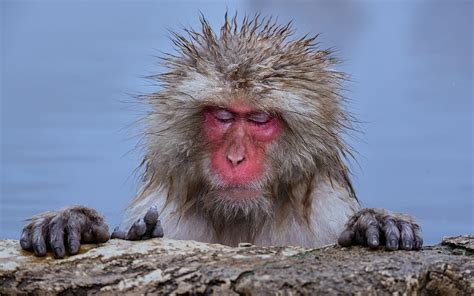 Japanese Macaque Animal Japanese Primate Macaque Hd Wallpaper Pxfuel