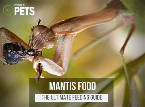 Dragon Mantis Complete Stenophylla Lobivertex Care Guide