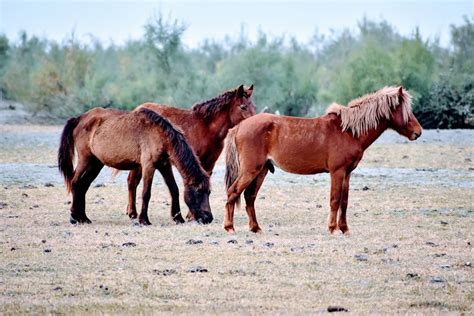 Feral Horse Equus Caballus In Dibru Saikhowa National Park Travel