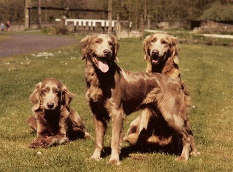 Long Haired Weimaraners Wonder Why We Never See Any Of These Weimaraner Long Haired