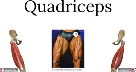 Quadriceps Funktion Fitness Einfach Erkl Rt