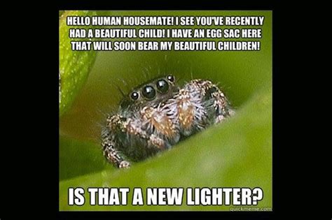 Misunderstood Spider Meme 16 Pics