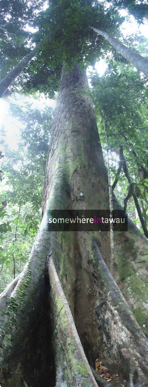 Korang tau tak yang hutan di malaysia berumur lebih 130 juta tahun, lagi tua daripada hutan amazon! Taman Bukit Tawau Blog Info Tawau | Yuk Pi Tawau Blog Info ...