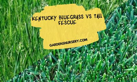 Kentucky Bluegrass Vs Tall Fescue Choosing The Right Grass For Your Lawn