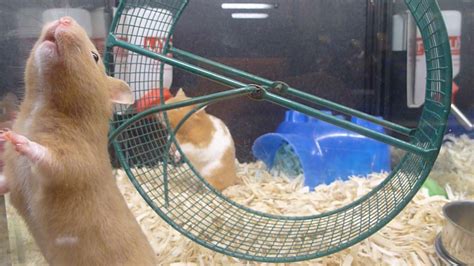 Hamsters In Cage With Running Wheel Stock Video Footage Storyblocks