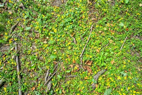 Forest Soil Ground Roots Of Old Oak Wild Ground Cover Grass Yellow