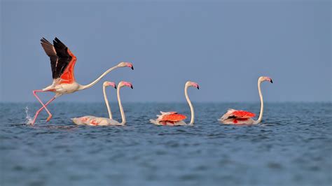 Early Winter Migratory Birds Start Arriving In Chilika Lake