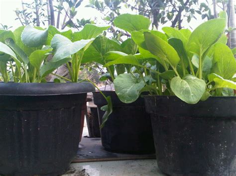 Tips On How To Grow Plants Mustard In The Pot Or Polybag