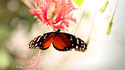 Butterfly Pc Wallpapers Top Free Butterfly Pc Backgrounds