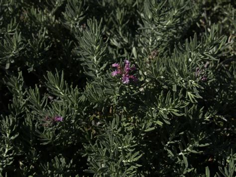 How do you care for a germander plant? Creeping Germander | Central Texas Gardener