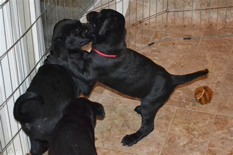 Wantedoldmotorcycles.com anoka/chisago/isanti ) pic hide this posting restore restore this posting Puppies, Doberman Labrador mix babies, looking for their ...