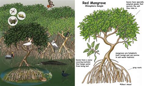 Diagram Contoh Diagram Hutan Mangrove Mydiagramonline